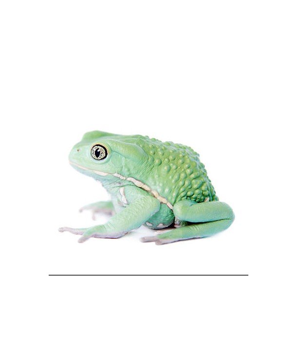 Phyllomedusa sauvagii