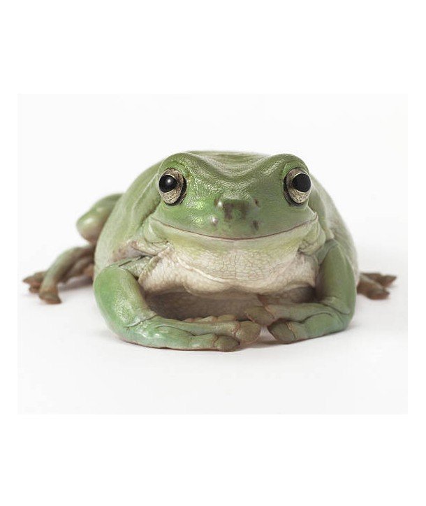 Litoria caerulea CB 2025