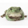 Litoria caerulea CB 2025