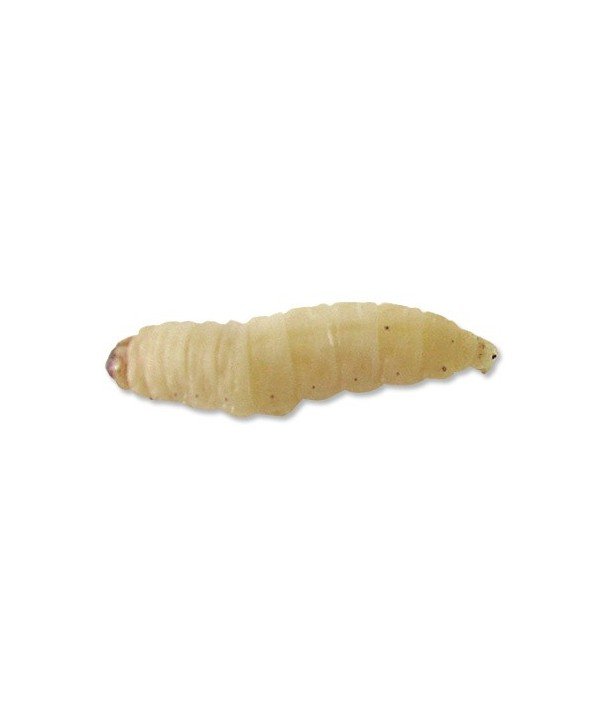 Galleria mellonella (gusano de la miel)