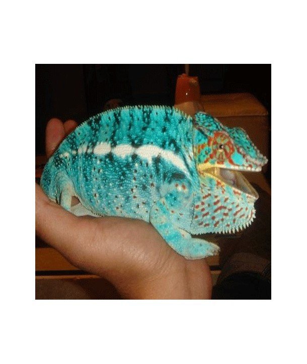 Furcifer pardalis Nosy be