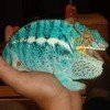 Furcifer pardalis Nosy be