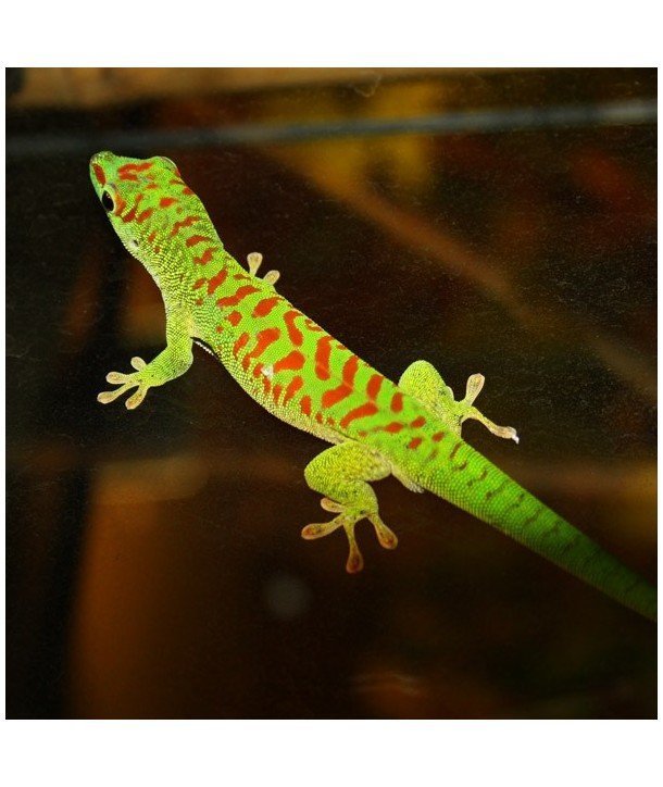 Phelsuma grandis "high red" (CB)