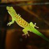 Phelsuma grandis "high red" (CB)
