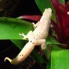 Lepidodactylus lugubris CB