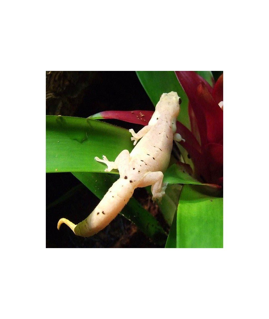 Lepidodactylus lugubris HARKITO REPTILE