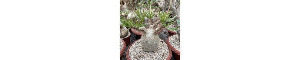 Caudex coleccion