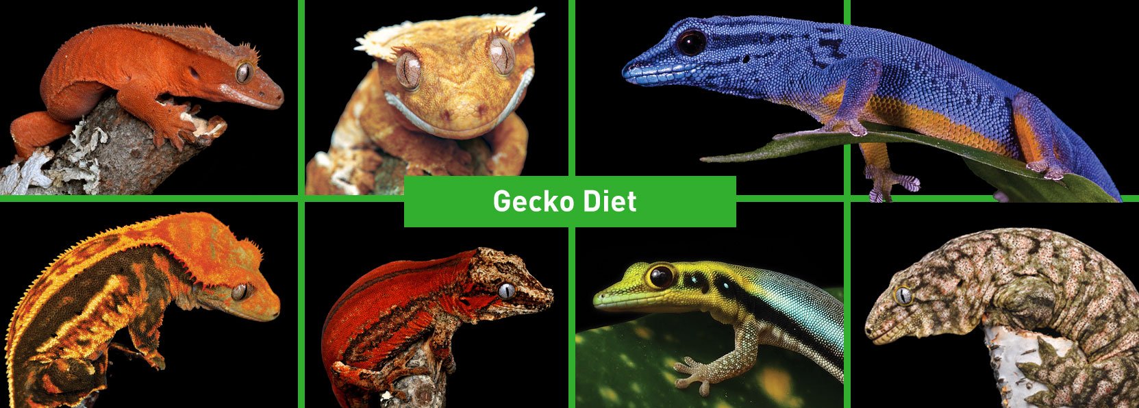 Gecko-Diets-Products-banner_m5cd-ik